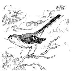 BLUE-GRAY GNATCATCHER