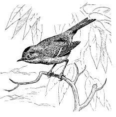 RUBY-CROWNED KINGLET