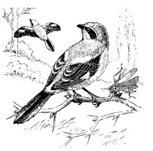 LOGGERHEAD SHRIKE