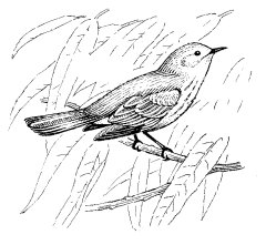 YELLOW WARBLER