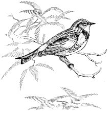 AUDUBON'S WARBLER