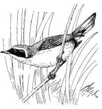YELLOWTHROAT