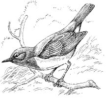 MacGILLIVRAY'S WARBLER