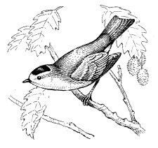 WILSON'S WARBLER