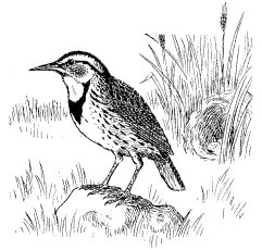 WESTERN MEADOWLARK