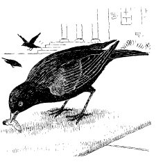 BREWER'S BLACKBIRD