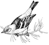 WESTERN TANAGER