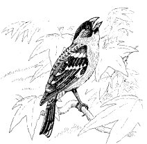 BLACK-HEADED GROSBEAK