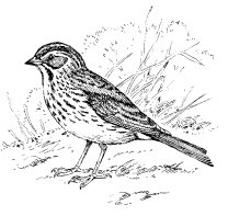 SAVANNAH SPARROW