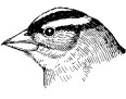WHITE-CROWNED SPARROW