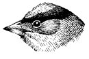 GOLDEN-CROWNED SPARROW