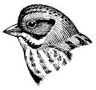 SONG SPARROW