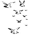 birds in flight