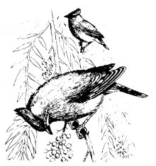 perched birds