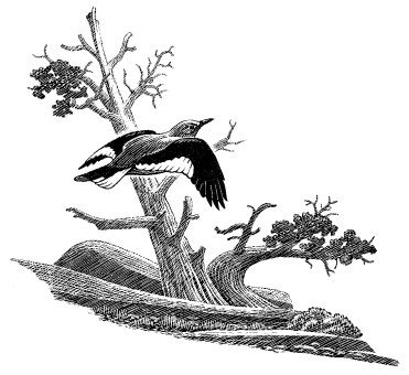 bird in flight