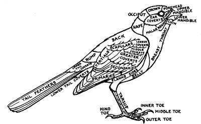 parts of a bird