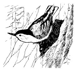 perched bird