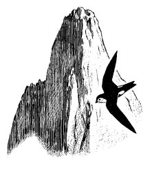 bird in flight