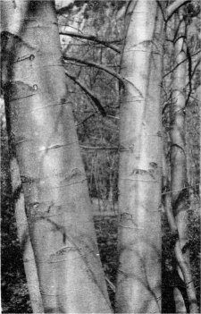 Bark of mature alder