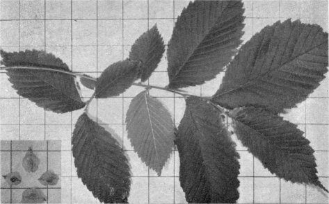 Foliage and seeds of American elm (Inch squares on background)