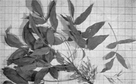 Foliage and seeds of ash (Inch squares on background)