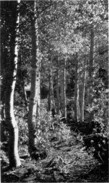 Bark detail on aspen