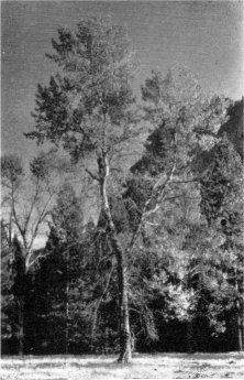 Black cottonwood in Yosemite Valley