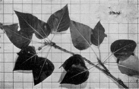 Foliage and seeds of black cottonwood (Inch squares on background)