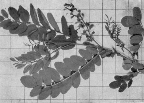 Foliage and flowers of black locust (Inch squares on background)