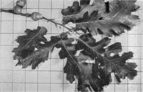 Foliage and acorns of black oak (Inch squares on background)