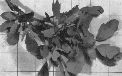 Foliage and acorns of blue oak (Inch squares on background)
