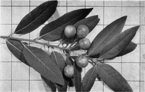 Foliage and fruit of California laurel (Inch squares on background)