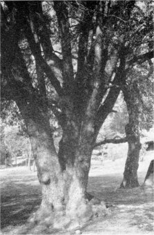 Typical trunk of canyon live oak