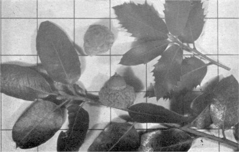 Foliage and acorns of canyon live oak (Inch squares on background)