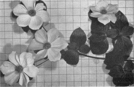 Foliage and flowers of dogwood (Inch squares on background)