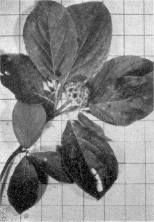 Foliage and fruit of dogwood (Inch squares on background)