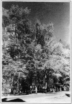 American elm and black locust in Old Village