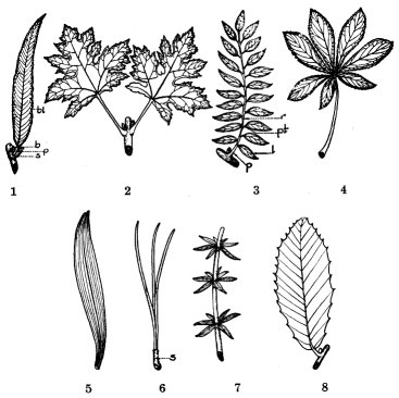 Parts, kinds, arrangements, and venation of leaves