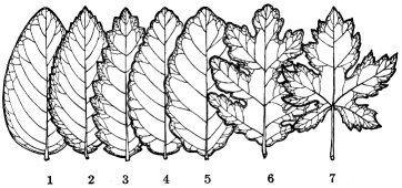 Margins of leaves