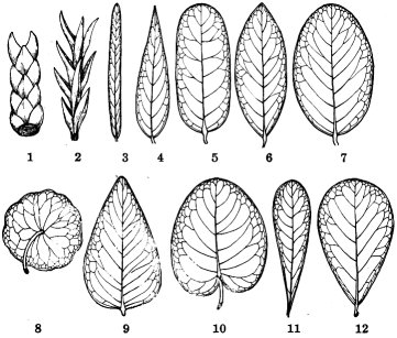 Shapes of leaves