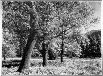 Photo by Ansel Adams