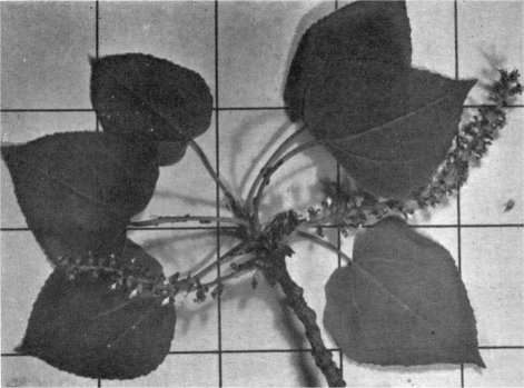 Foliage and flowers of quaking aspen (Inch squares on background)