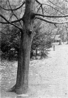 Trunk detail of sugar maple