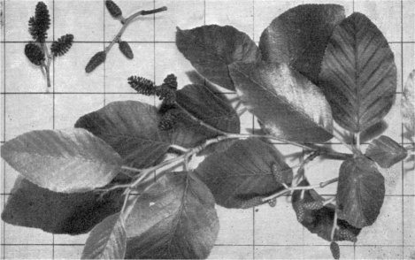 Foliage and strobiles of white alder (Inch squares on background)