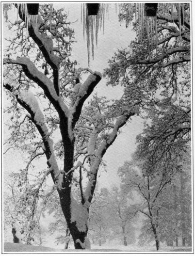 Yosemite Valley oaks in winter