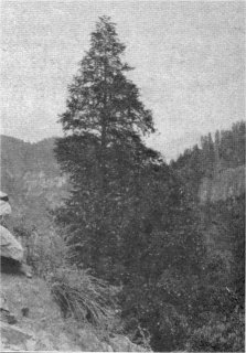 California Nutmeg, Tumion californicum