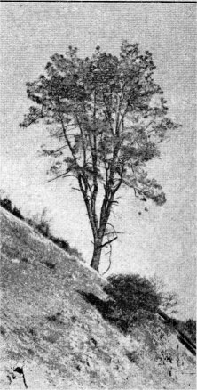 Digger Pine, Pinus sabiniana