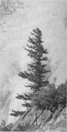 Douglas Fir, Pseudotsuga taxifolia
