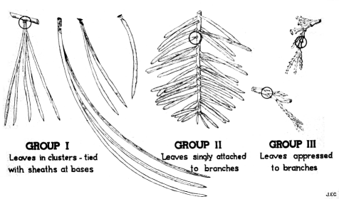 Identification key for cone-bearing trees of Yosemite National Park