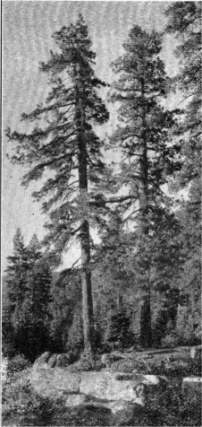 Jeffrey Pine, Pinus jeffreyi